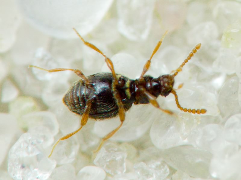 Scydmaenidae Leach, 1815